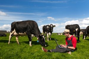 Cows and faster internet speeds